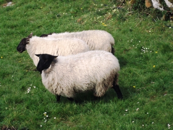 pecore irlandesi