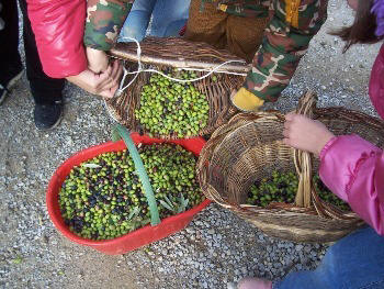 children harvesting olives