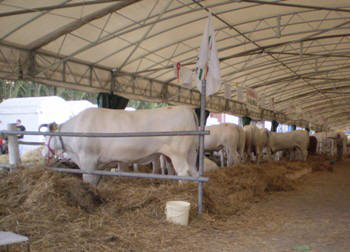 the fair of the livestock