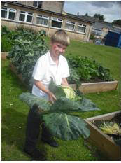 Growing vegetables in July