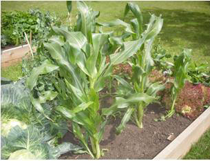 Growing vegetables in July