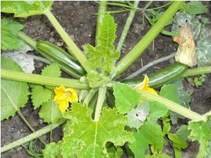 growing vegetables in June