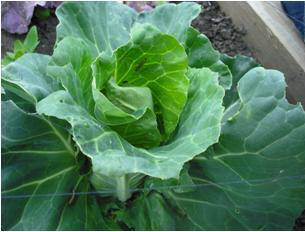 growing vegetables in June