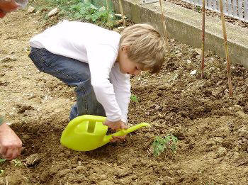 Planting tomatoes and basil