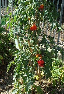 ripe tomatoes