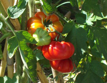 ripe tomatoes