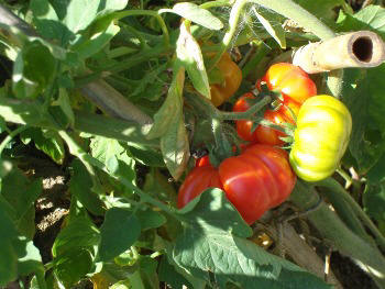 ripe tomatoes