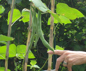 growth of runner beans in Italy