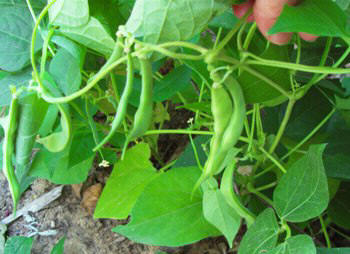 Italian allotment in June