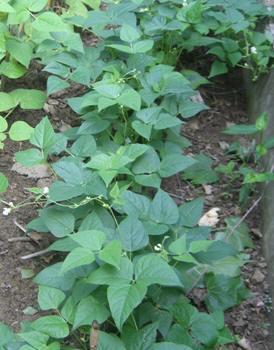 Italian allotment in June