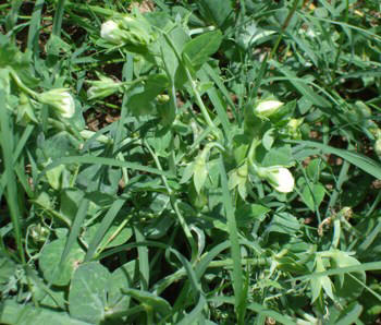 Italian allotment in June