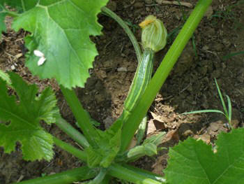 Italian allotment in June