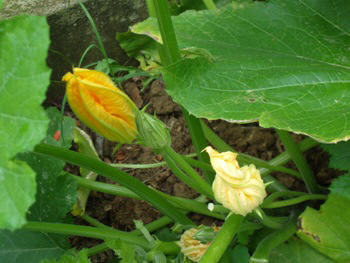 Italian allotment in June