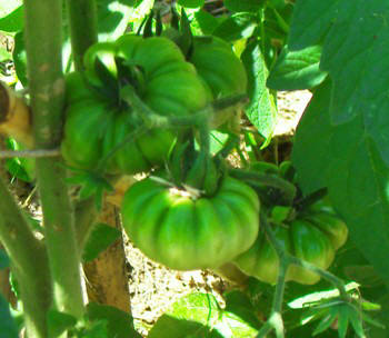 Italian allotment in June