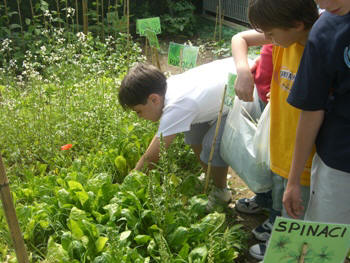 Italian allotment in June