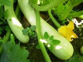 vegetables in July