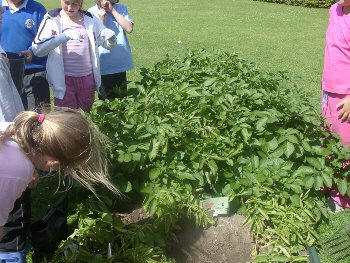 Welsh vegetables in July