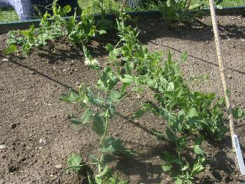 Welsh vegetables in July