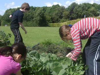 Welsh vegetables in July