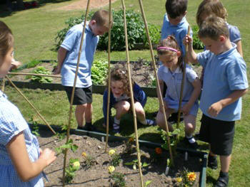 Welsh vegetables in July