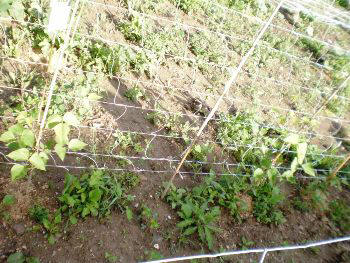 Slovenian allotment in June