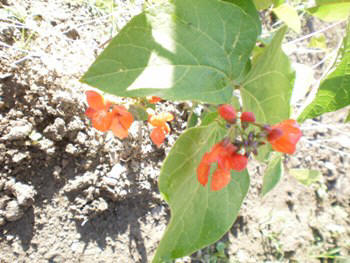 Slovenian allotment in June