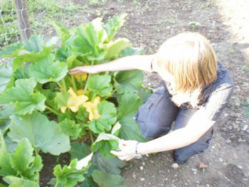 Slovenian allotment in June