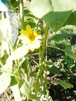 Slovenian allotment in June