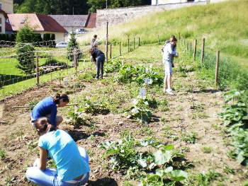 Slovenian allotment in June