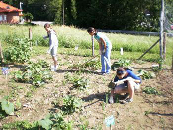 Slovenian allotment in June