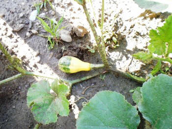 Slovenian allotment in June