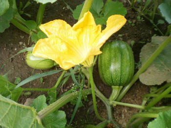 Slovenian allotment in June