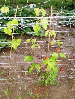 Slovenian allotment in June