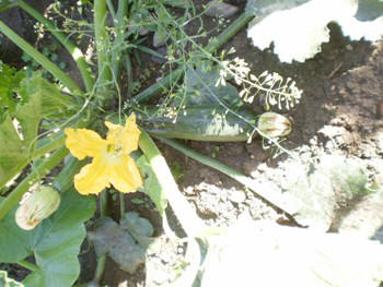 Slovenian allotment in June