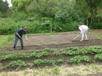 Danish allotment in June