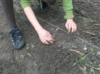 Danish allotment in June