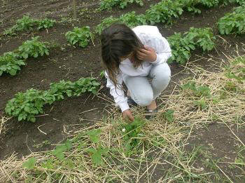 Danish allotment in June