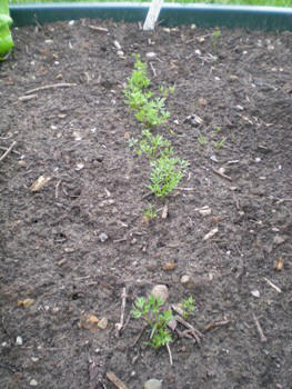 Welsh allotment in May