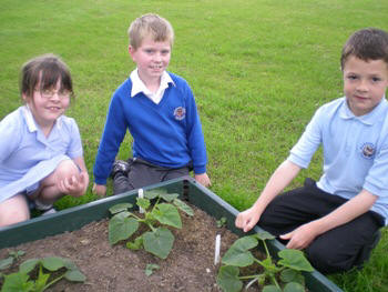 Welsh allotment in May