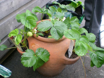 Welsh allotment in May