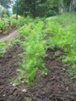 growing vegetables in june