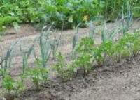 growing vegetables in june