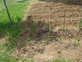 Planting runner beans outside