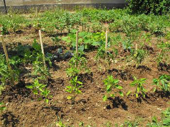 Our vegetable garden  in August