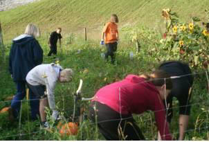 pumpkins