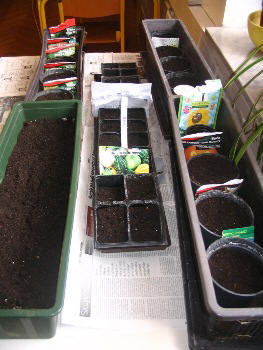 Waiting for seedlings to sprout
