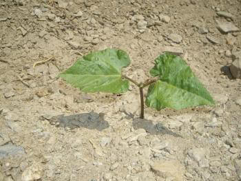 Growing Runner Beans