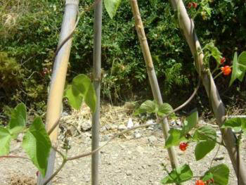 Growing Runner Beans