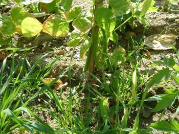 Growing Runner Beans