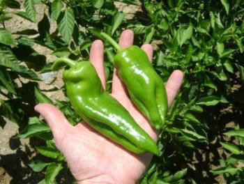 Peppers